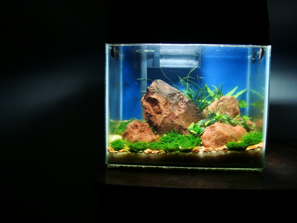 Meu nano aquario de 14 litros Nano_14l_pedras-vermelhas